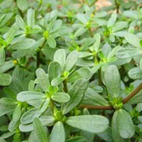 野菜種子批發(fā),馬蜂菜種子，馬齒莧種子