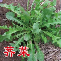 優(yōu)質(zhì)野菜種子濟(jì)南批發(fā)，大葉薺菜種子菱角菜種子